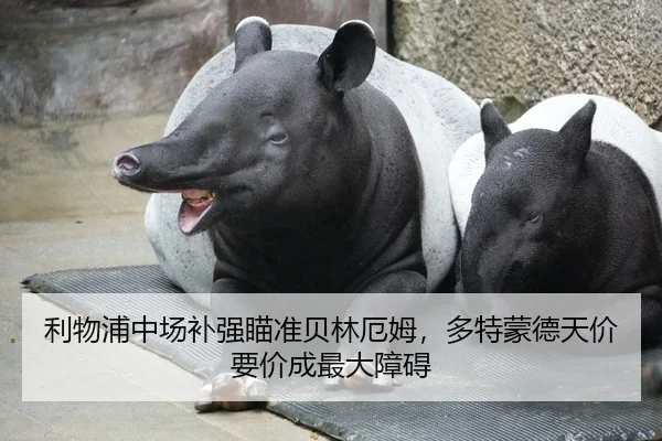 利物浦中场补强瞄准贝林厄姆，多特蒙德天价要价成最大障碍